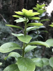 Archidasyphyllum diacanthoides