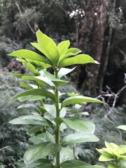 Archidasyphyllum diacanthoides