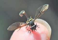 Eosalpingogaster
