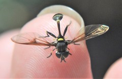 Eosalpingogaster