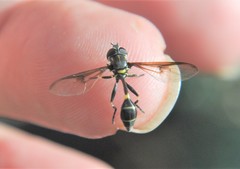 Eosalpingogaster