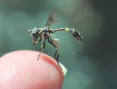 Eosalpingogaster