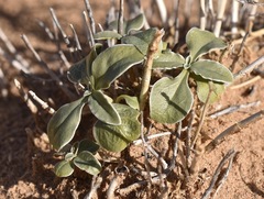Penstemon albomarginatus