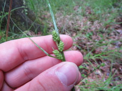 Carex caroliniana