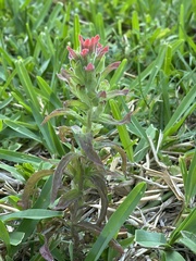 Castilleja arvensis