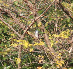 Pericrocotus tegimae