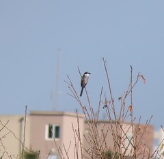 Pericrocotus tegimae