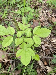 Fraxinus quadrangulata