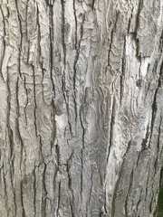 Acer saccharinum