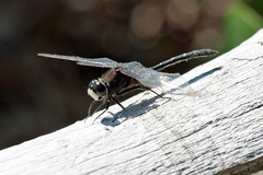Leucorrhinia glacialis