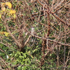 Pericrocotus tegimae