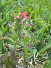 Castilleja arvensis