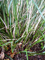 Austrostipa verticillata