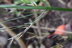 Austrostipa verticillata