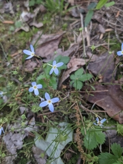 Houstonia caerulea