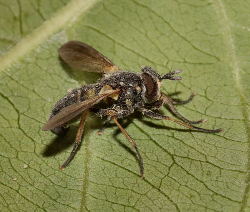 Hemyda aurata photo 5