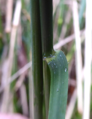 Austrostipa verticillata