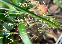 Austrostipa verticillata