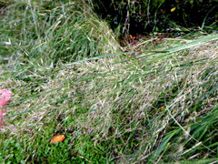 Austrostipa verticillata