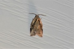 Archips grisea