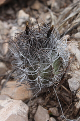 Astrophytum capricorne
