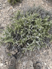 Tetradymia nuttallii