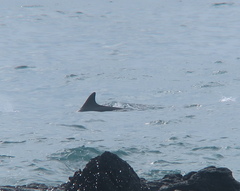 Tursiops aduncus