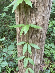 Bignonia