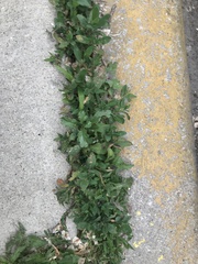 Capsella bursa-pastoris