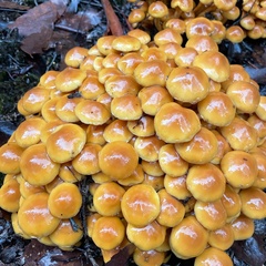 Pholiota malicola
