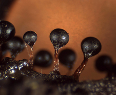 Trichia botrytis