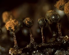 Trichia botrytis