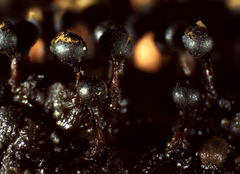 Trichia botrytis
