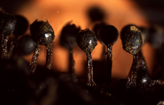Trichia botrytis