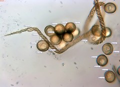 Trichia botrytis