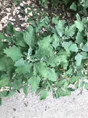 Chenopodium album