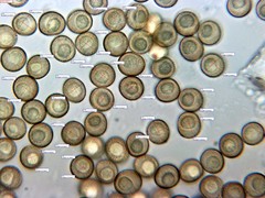 Trichia botrytis