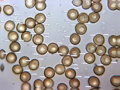 Trichia botrytis