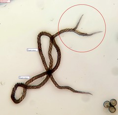 Trichia botrytis