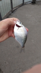 Hyperprosopon argenteum