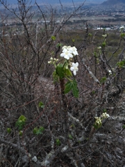 Cnidoscolus multilobus