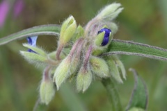 Tradescantia reverchonii
