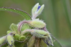 Tradescantia reverchonii
