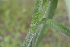 Tradescantia reverchonii