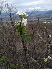 Cnidoscolus multilobus