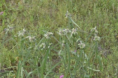 Tradescantia reverchonii