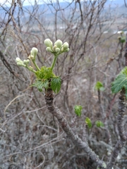 Cnidoscolus multilobus