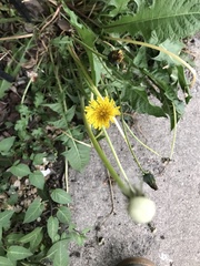 Taraxacum officinale
