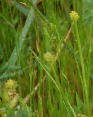 Sanguisorba lateriflora