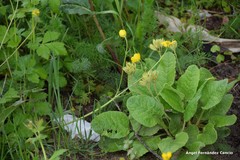 Primula veris